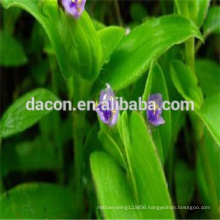 Beta Ecdysone 50% to 95% Cyanotis Vaga extract powder